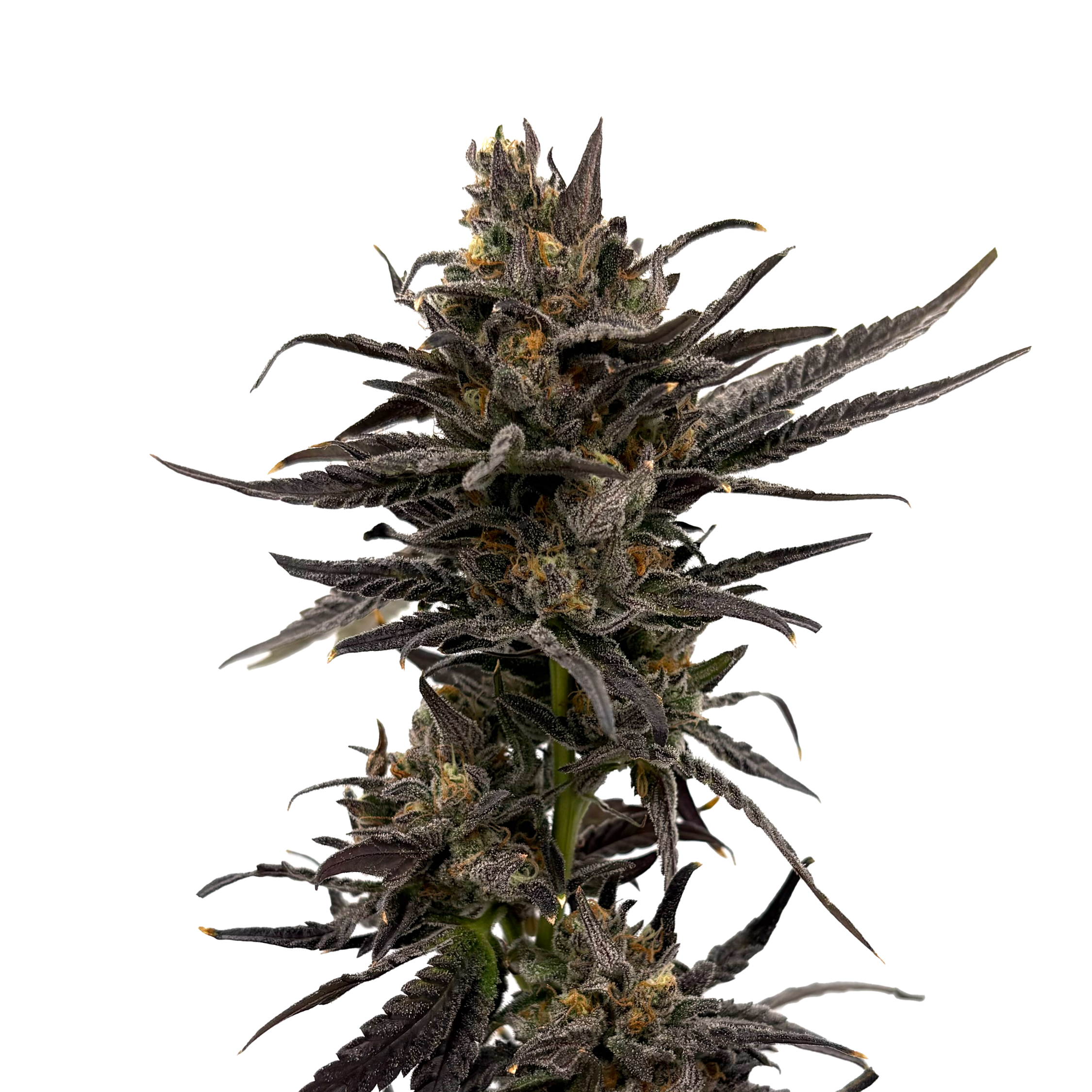 Strains | Explore 40+ Premium Cannabis Strains — F5 Farms
